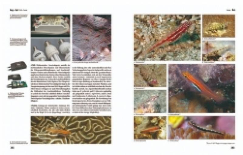 Preview: Lexikon der Meeresaquaristik